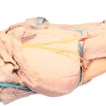 Horse sagittal half-head