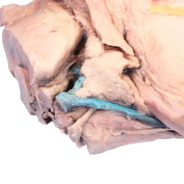 Horse sagittal half-head