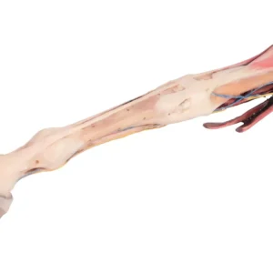 Horse forelimb – muscles, tendons, ligaments vessels and nerves distal to the stifle – 1/3 life-size