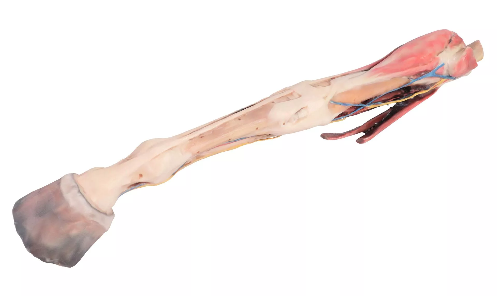 Horse forelimb - muscles, tendons, ligaments vessels and nerves distal to the stifle - 1/3 life-size Horse forelimb - muscles, tendons, ligaments vessels and nerves distal to the stifle - 1/3 life-size