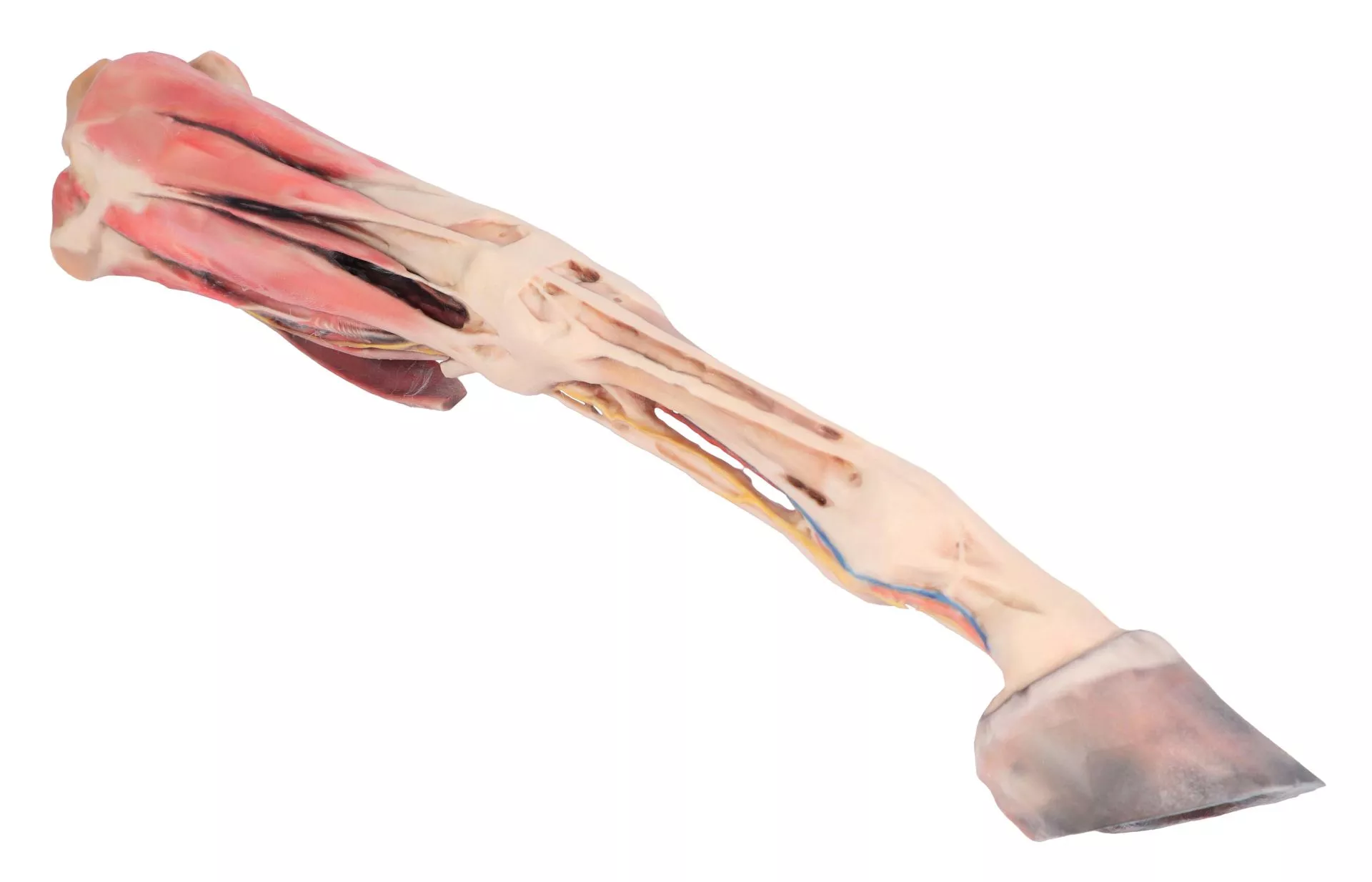 Horse forelimb - muscles, tendons, ligaments vessels and nerves distal to the stifle - 1/3 life-size Horse forelimb - muscles, tendons, ligaments vessels and nerves distal to the stifle - 1/3 life-size