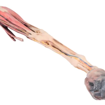 Horse forelimb - muscles, tendons, ligaments vessels and nerves distal to the stifle - 1/3 life-size