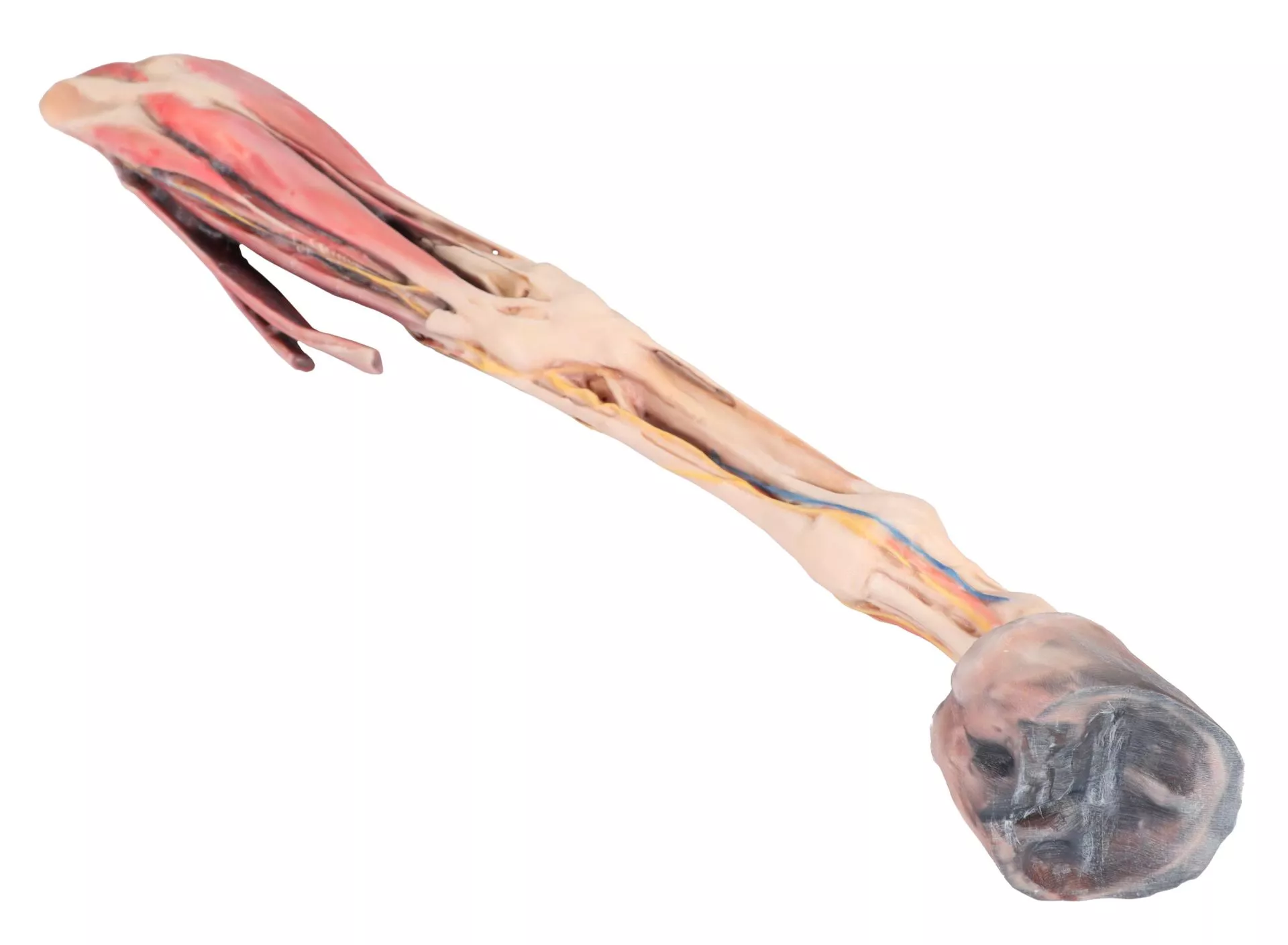 Horse forelimb - muscles, tendons, ligaments vessels and nerves distal to the stifle - 1/3 life-size Horse forelimb - muscles, tendons, ligaments vessels and nerves distal to the stifle - 1/3 life-size