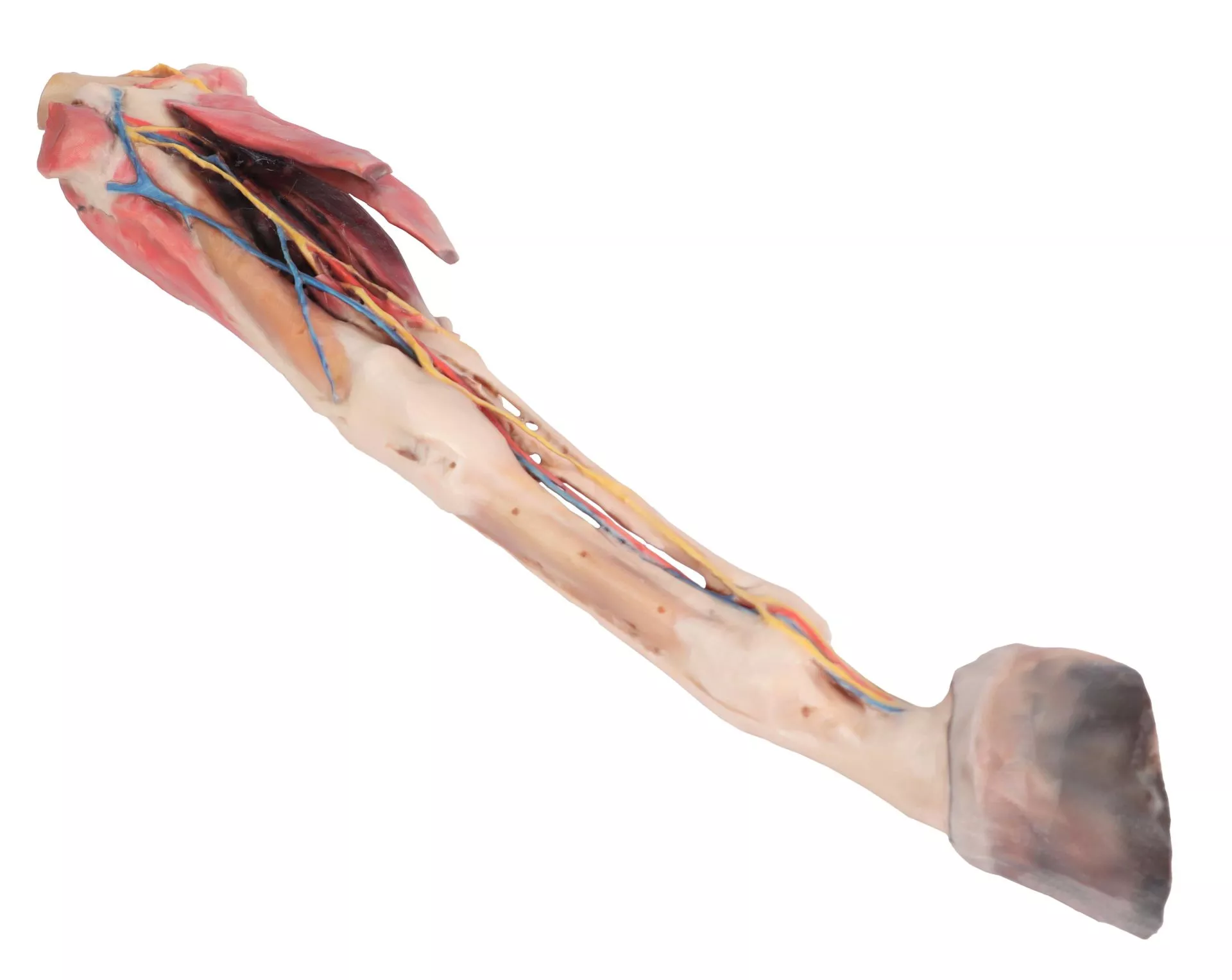 Horse forelimb - muscles, tendons, ligaments vessels and nerves distal to the stifle - 1/3 life-size Horse forelimb - muscles, tendons, ligaments vessels and nerves distal to the stifle - 1/3 life-size