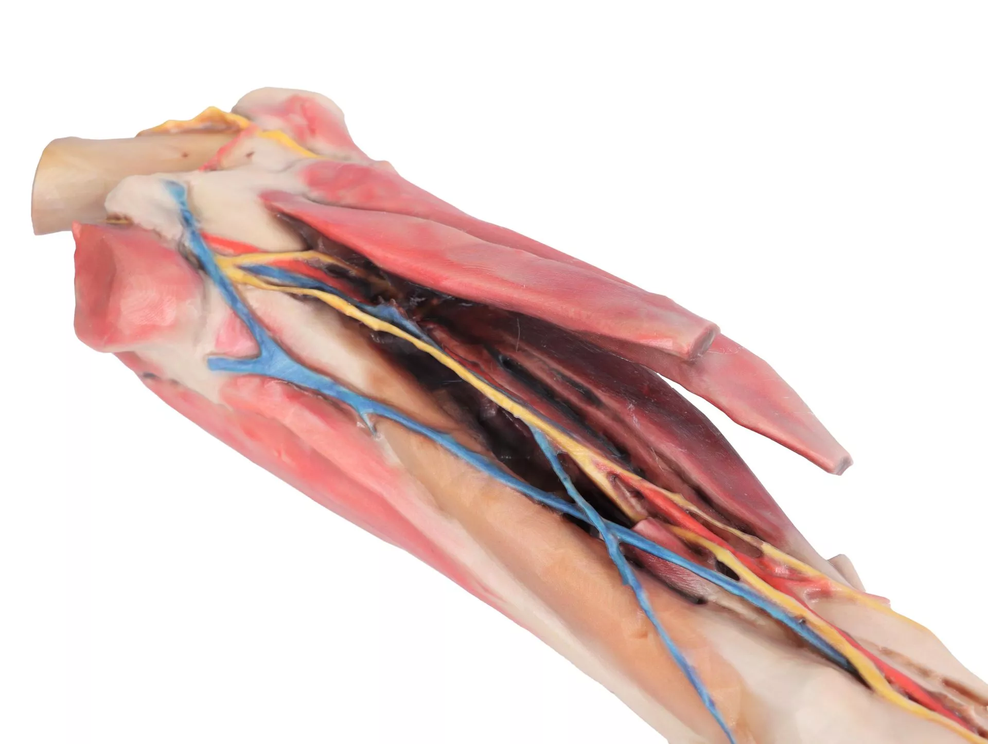 Horse forelimb - muscles, tendons, ligaments vessels and nerves distal to the stifle - 1/3 life-size Horse forelimb - muscles, tendons, ligaments vessels and nerves distal to the stifle - 1/3 life-size