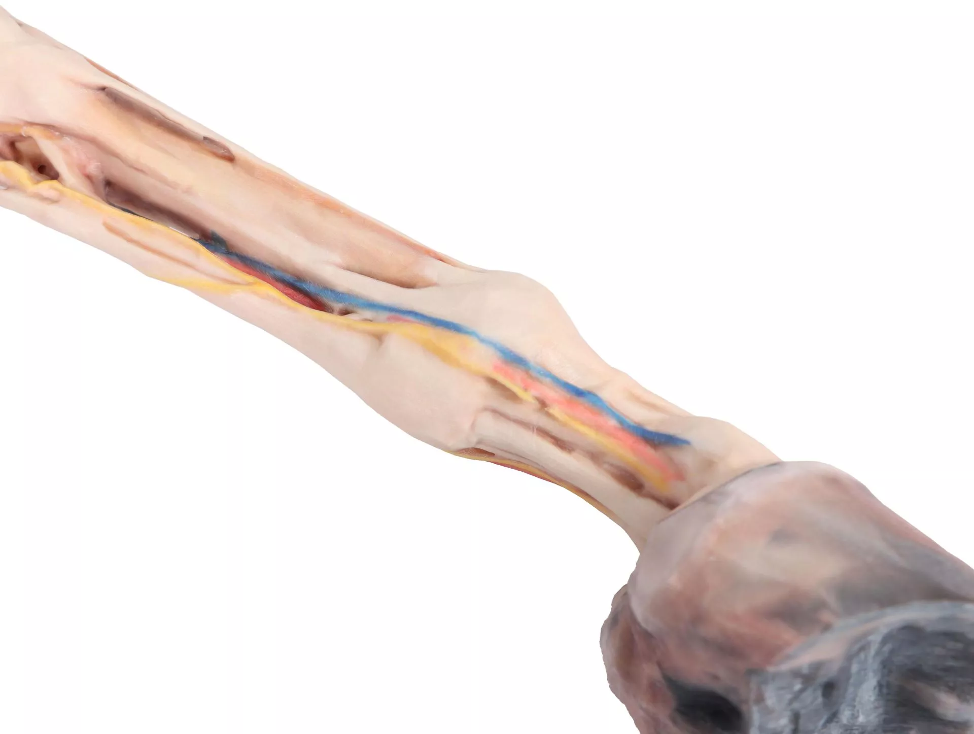 Horse forelimb - muscles, tendons, ligaments vessels and nerves distal to the stifle - 1/3 life-size Horse forelimb - muscles, tendons, ligaments vessels and nerves distal to the stifle - 1/3 life-size