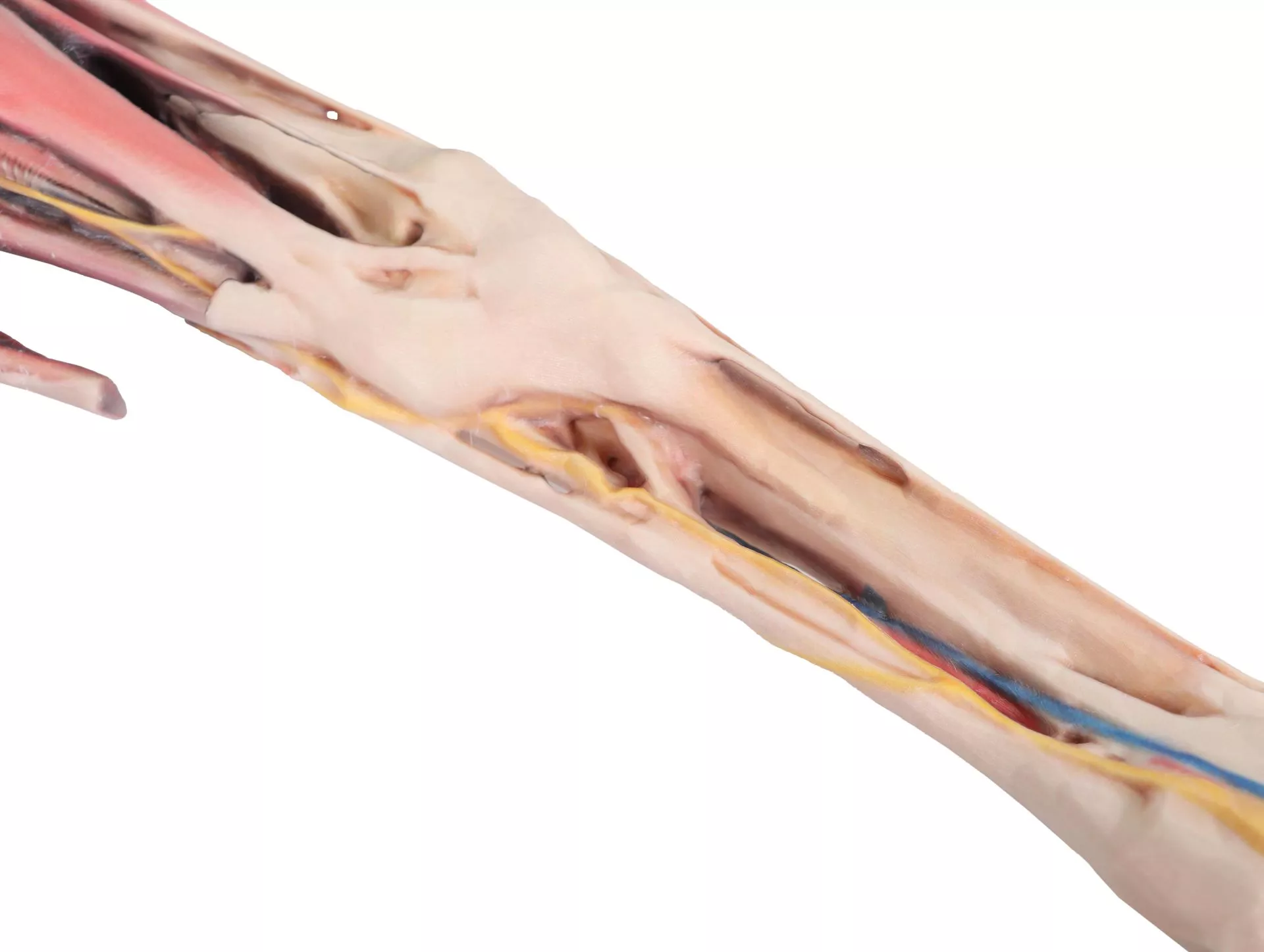 Horse forelimb - muscles, tendons, ligaments vessels and nerves distal to the stifle - 1/3 life-size Horse forelimb - muscles, tendons, ligaments vessels and nerves distal to the stifle - 1/3 life-size