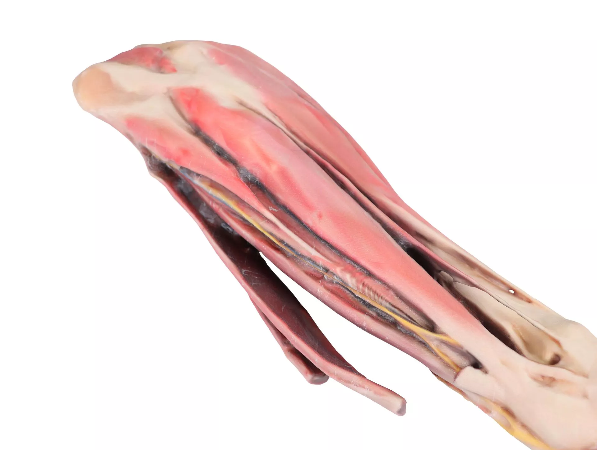 Horse forelimb - muscles, tendons, ligaments vessels and nerves distal to the stifle - 1/3 life-size Horse forelimb - muscles, tendons, ligaments vessels and nerves distal to the stifle - 1/3 life-size