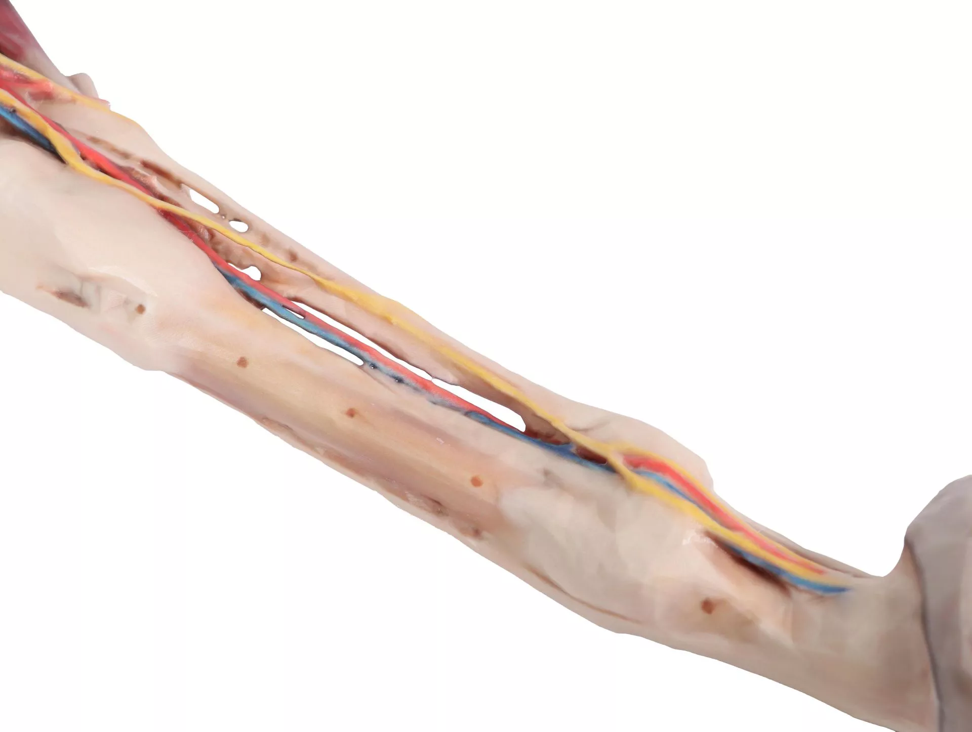 Horse forelimb - muscles, tendons, ligaments vessels and nerves distal to the stifle - 1/3 life-size Horse forelimb - muscles, tendons, ligaments vessels and nerves distal to the stifle - 1/3 life-size