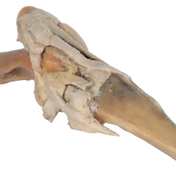 Horse stifle joint dissection