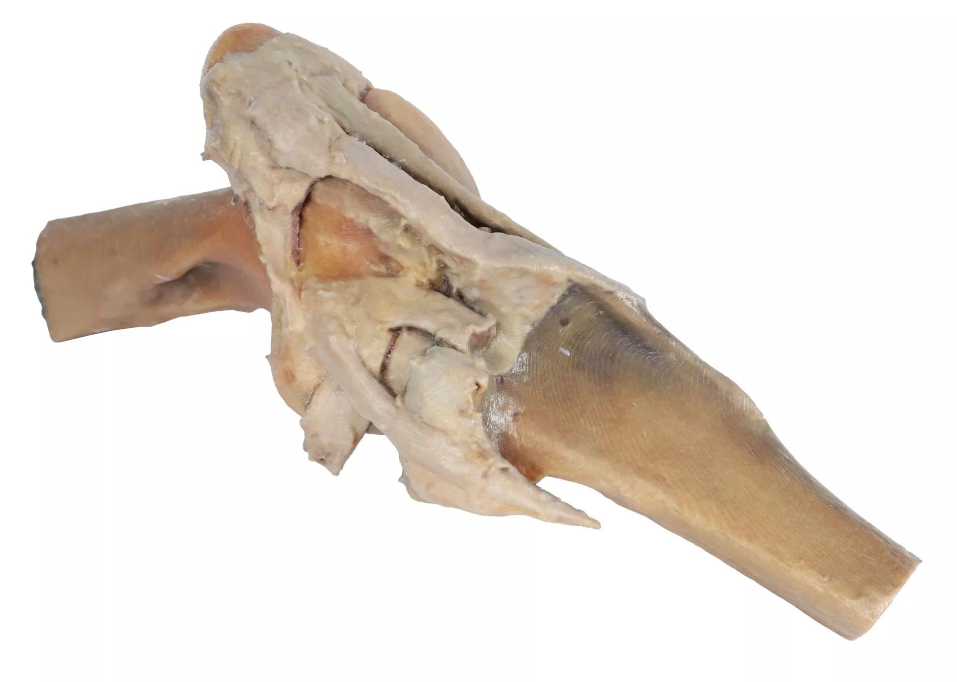 Horse stifle joint dissection Horse stifle joint dissection