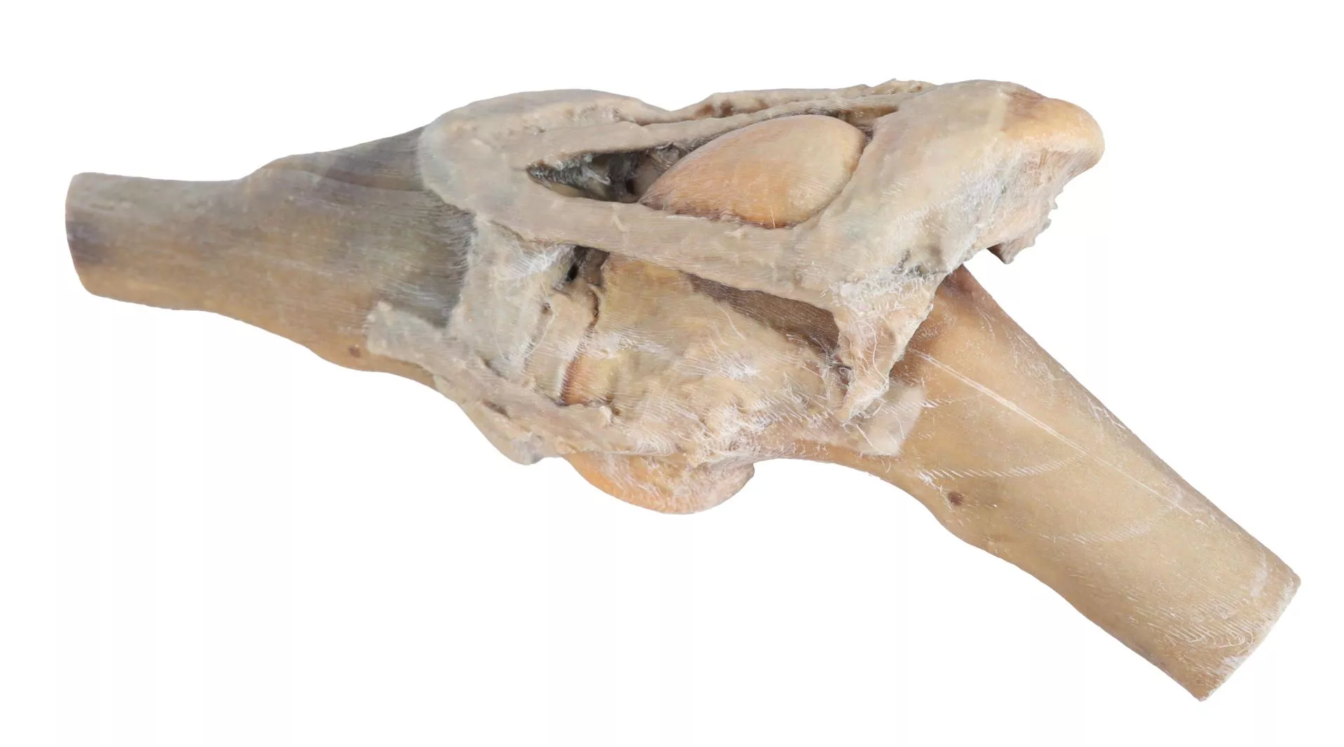 Horse stifle joint dissection Horse stifle joint dissection