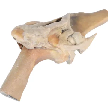 Horse stifle joint dissection