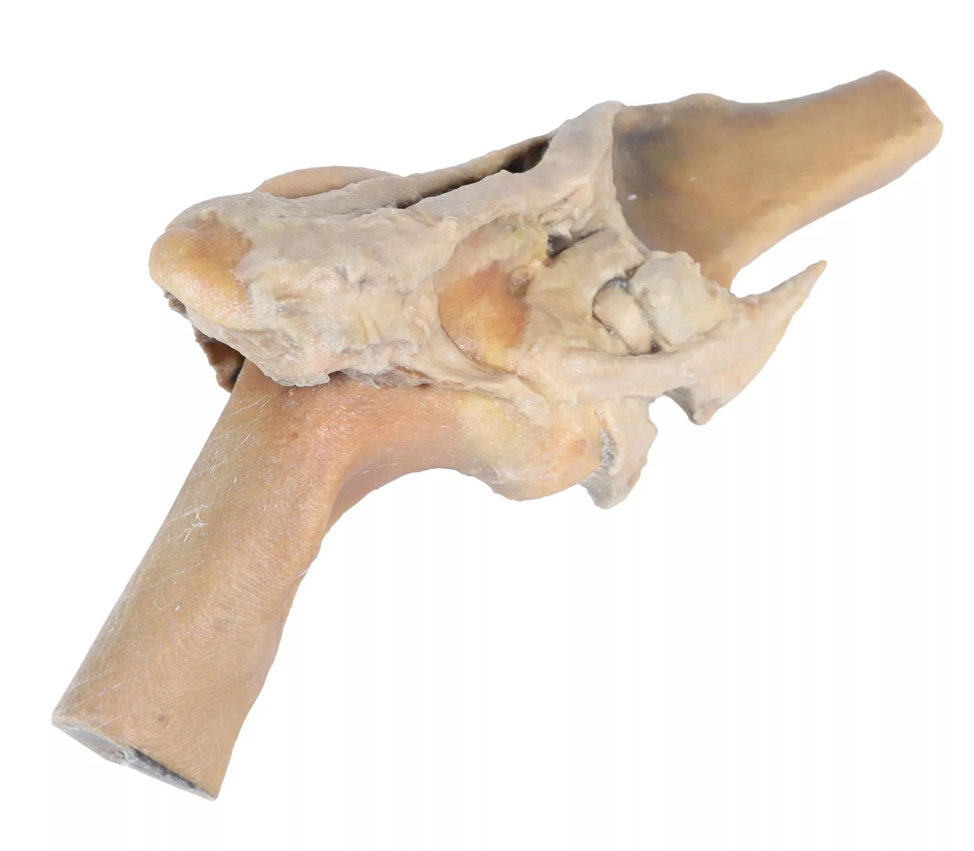 Horse stifle joint dissection Horse stifle joint dissection