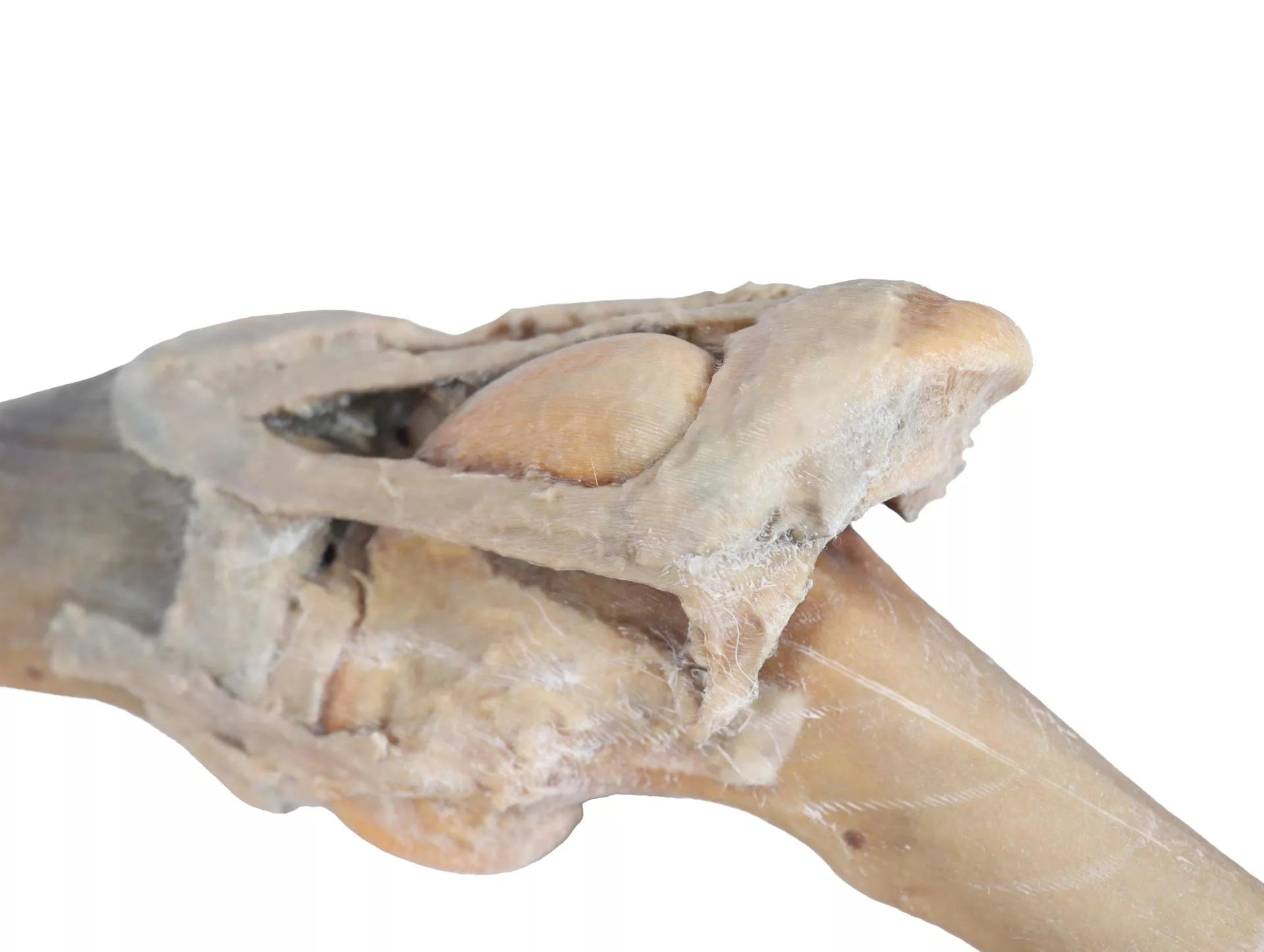 Horse stifle joint dissection Horse stifle joint dissection
