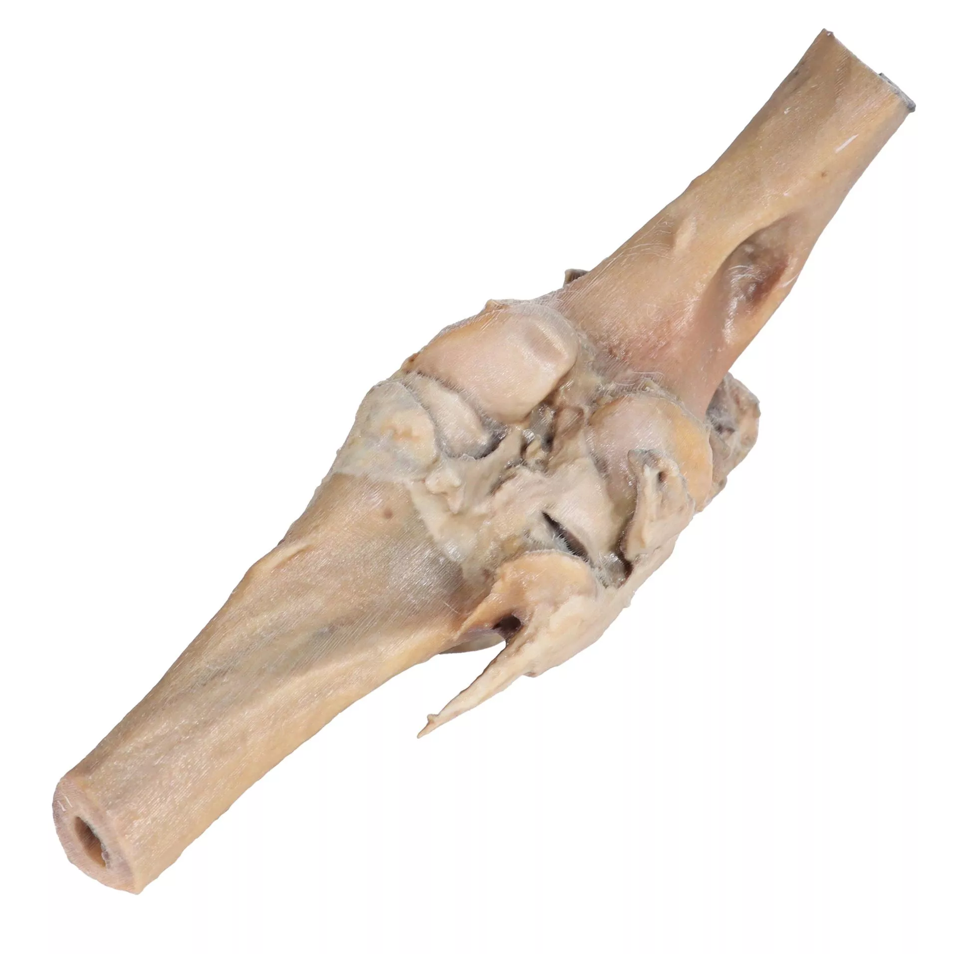 Horse stifle joint dissection Horse stifle joint dissection