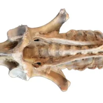 Horse (foal) pelvis dissection - ligaments