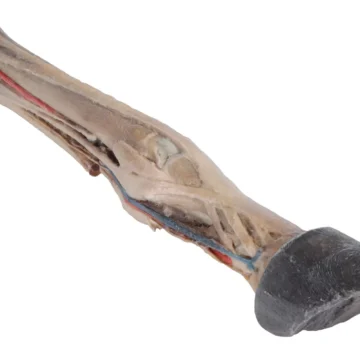 Horse foot - tendons, ligaments, vessels and nerves - 1/3 life-size