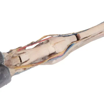 Horse foot - tendons, ligaments, vessels and nerves - 1/3 life-size