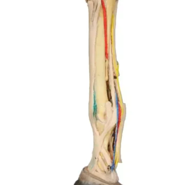 Horse foot - deep palmar dissection