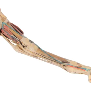 Horse hindlimb – muscles, tendons, ligaments, vessels and nerves distal to the stifle – 1/3 life-size