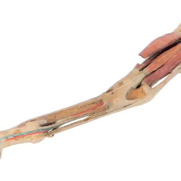 Horse hindlimb - muscles, tendons, ligaments, vessels and nerves distal to the stifle - 1/3 life-size