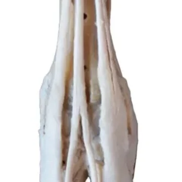 Ox foot - tendons and ligaments