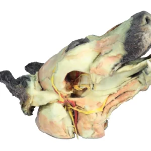 Dog head – superficial and deep dissections