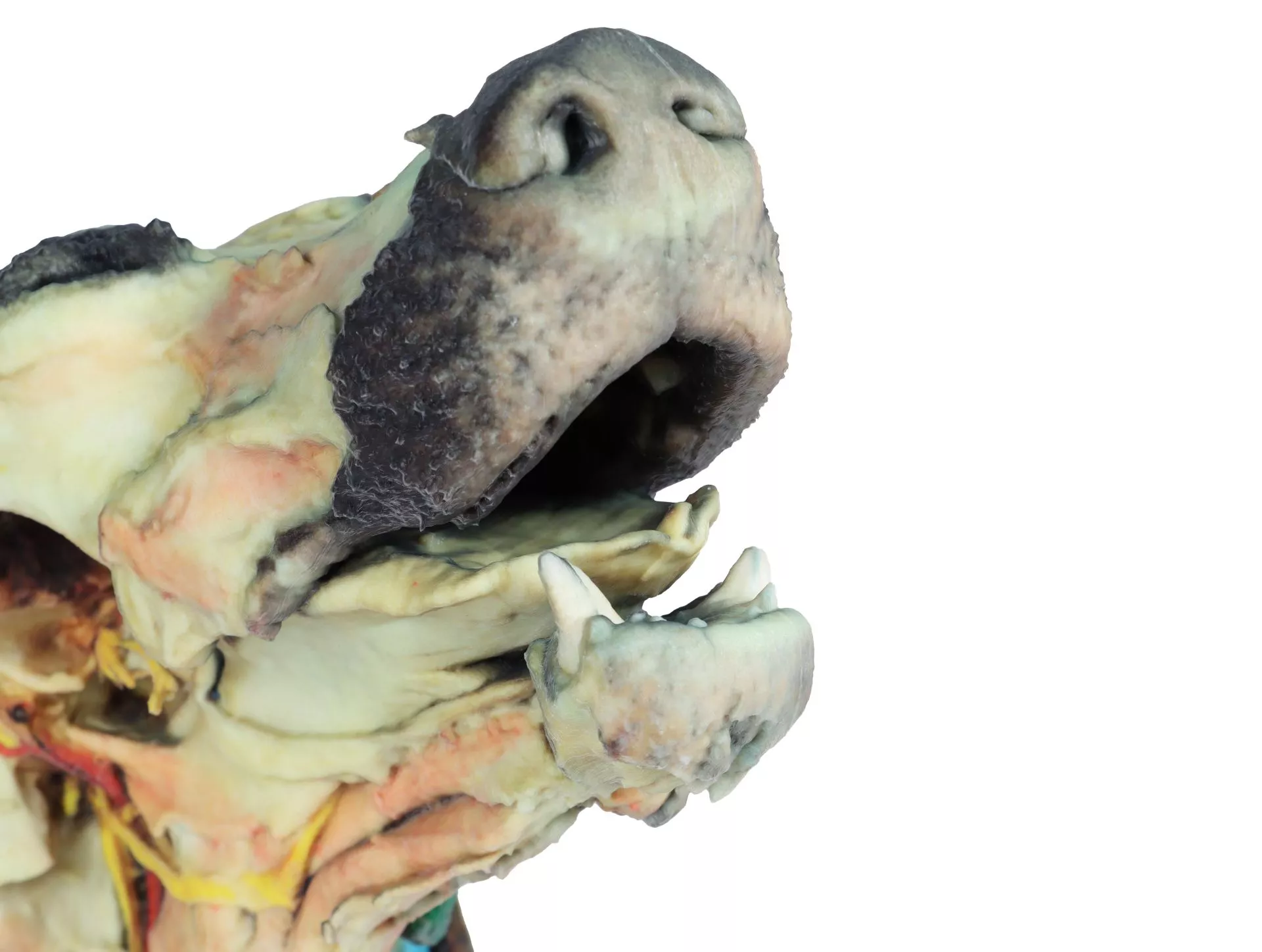 Dog head - superficial and deep dissections Dog head - superficial and deep dissections