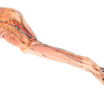 Dog forelimb - muscles, tendons, ligaments, vessels and nerves distal to the elbow