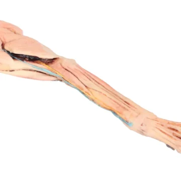 Dog forelimb - muscles, tendons, ligaments, vessels and nerves distal to the elbow