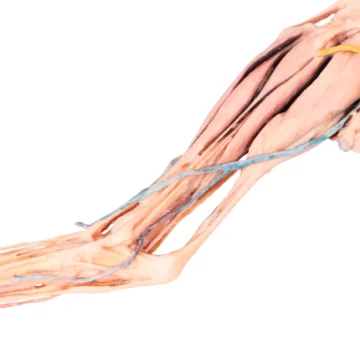 Dog hindlimb - muscles, tendons, ligaments, vessels and nerves distal to the stifle