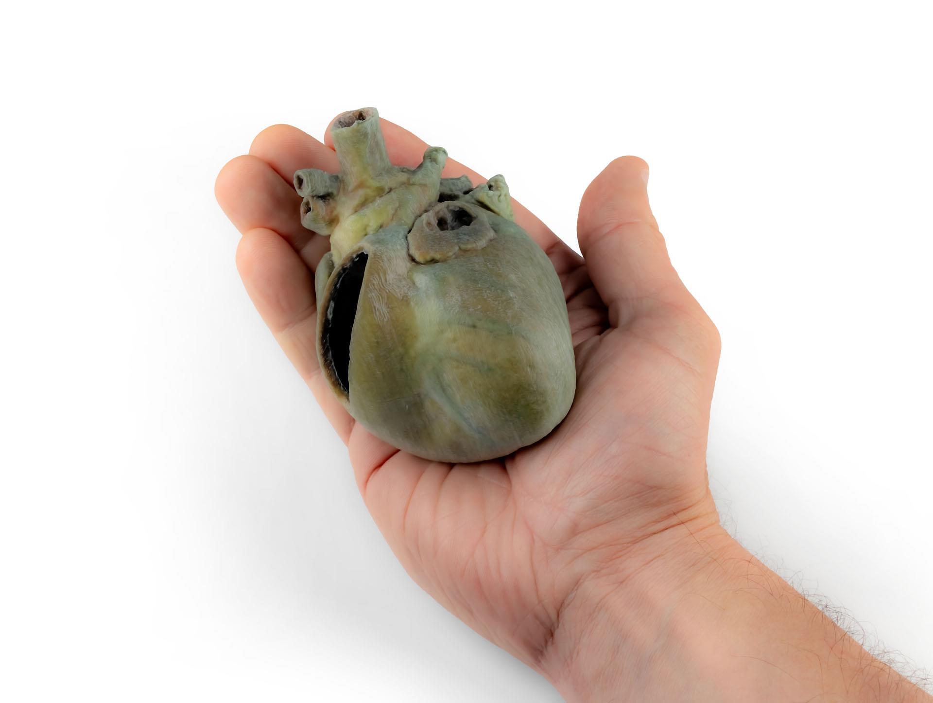 Canine heart with dissection Canine heart with dissection