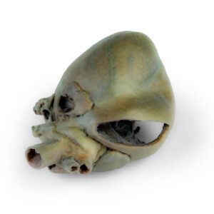 Canine heart with dissection