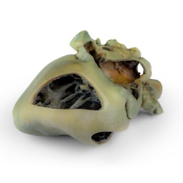 Canine heart with dissection