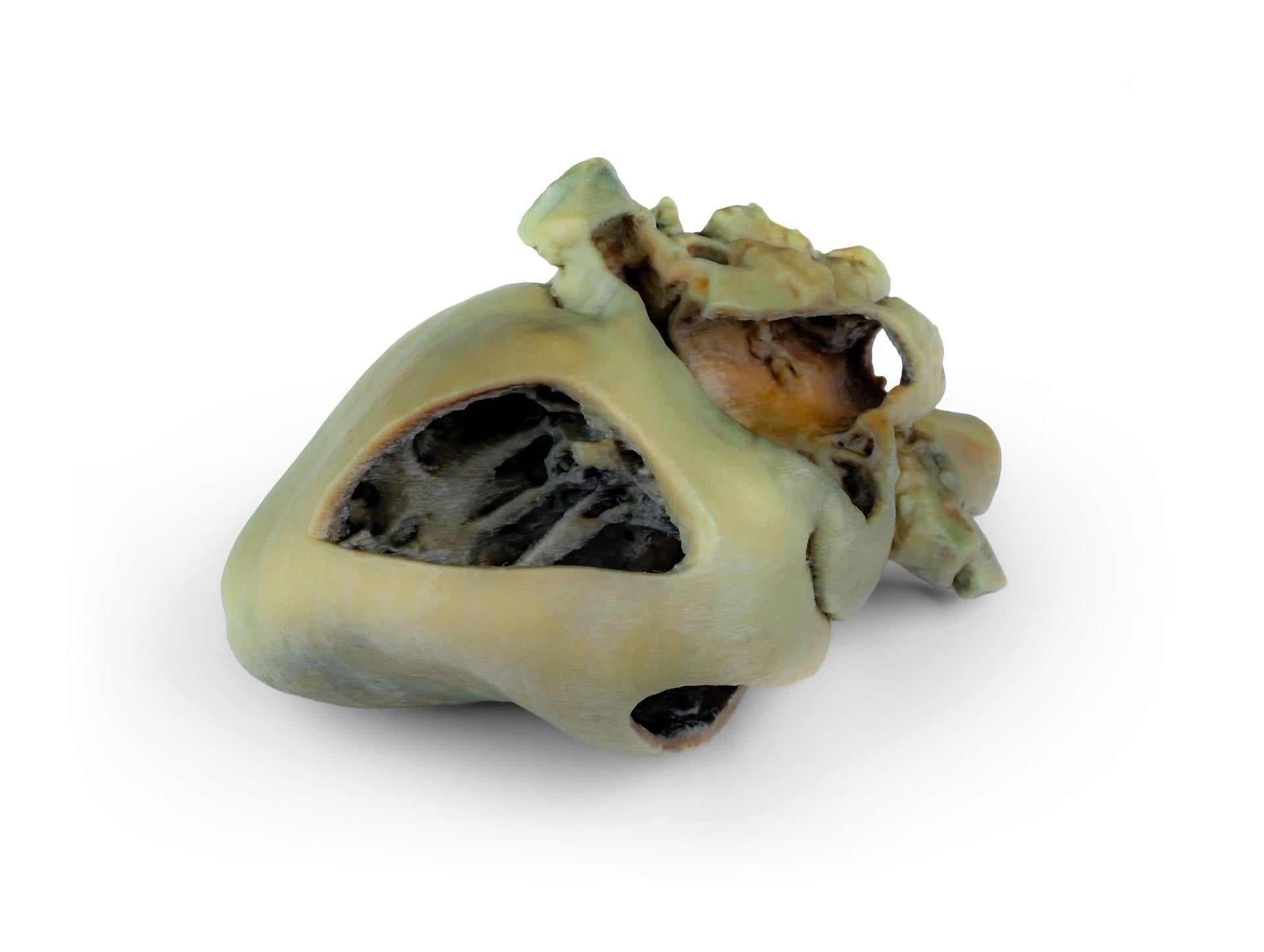 Canine heart with dissection Canine heart with dissection