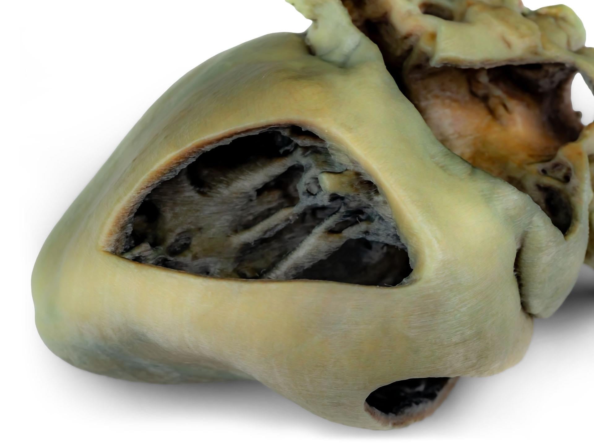 Canine heart with dissection Canine heart with dissection
