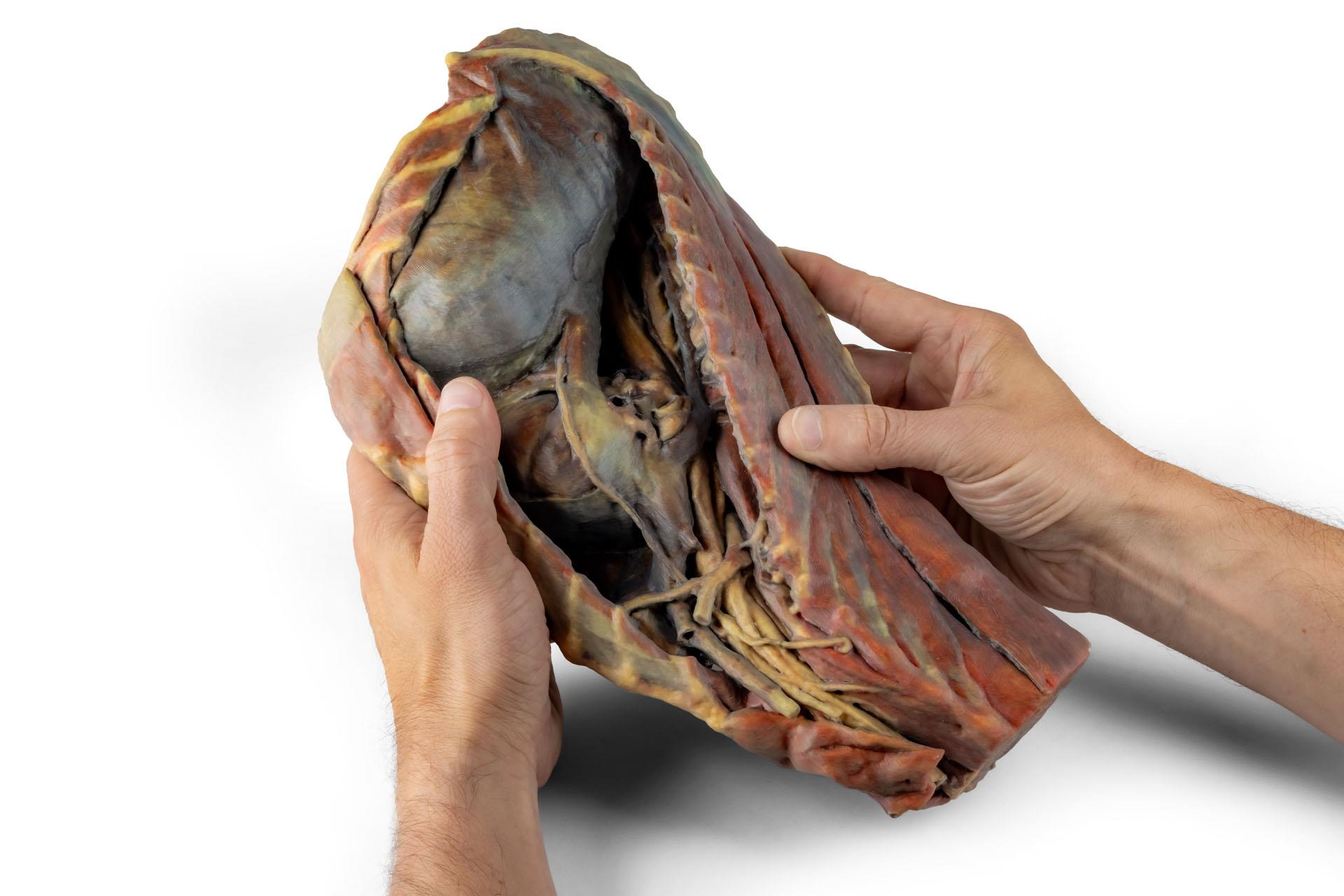 Canine Thoracic Cavity Canine Thoracic Cavity