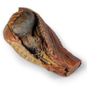 Canine Thoracic Cavity