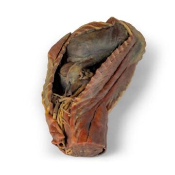 Canine Thoracic Cavity