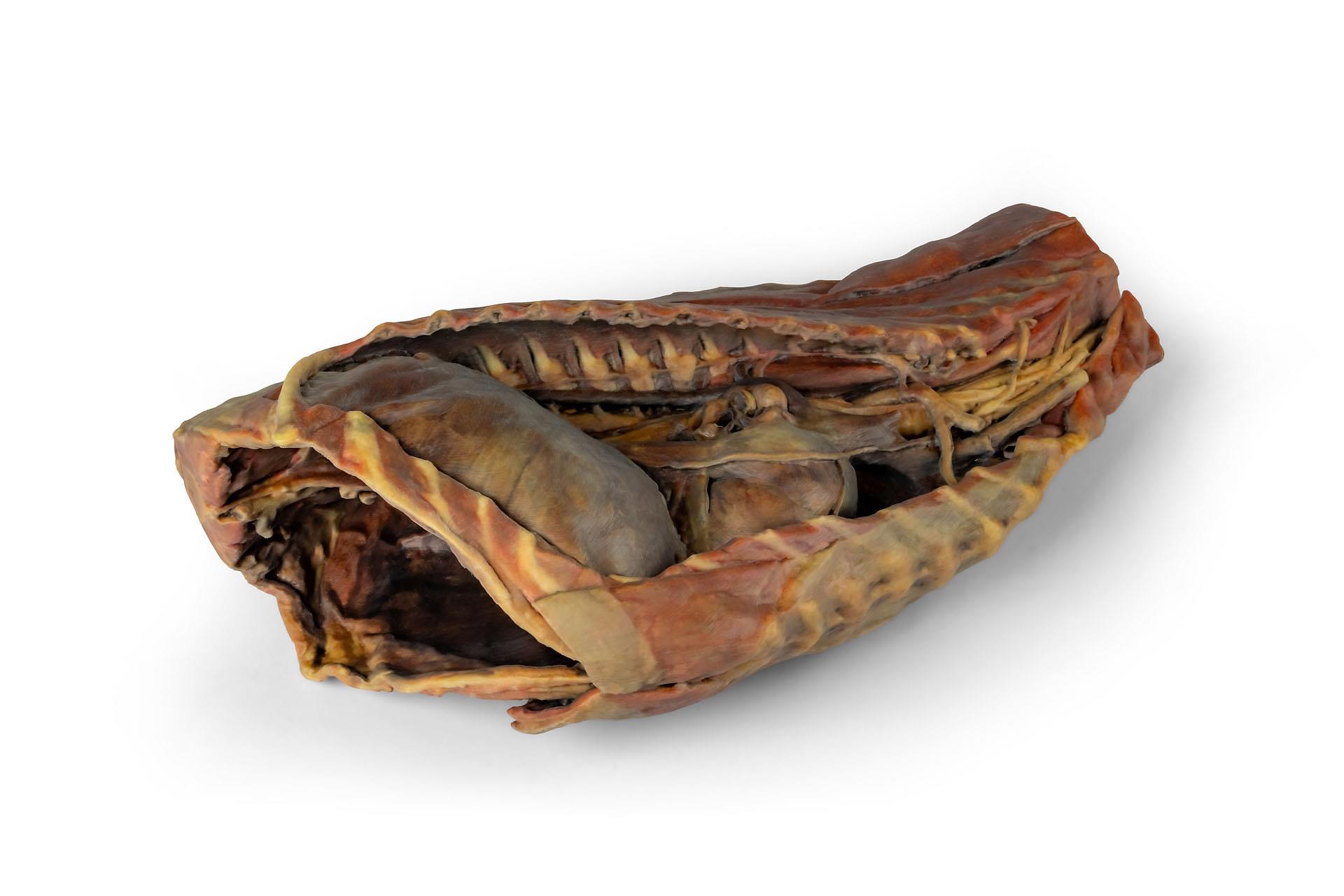 Canine Thoracic Cavity Canine Thoracic Cavity