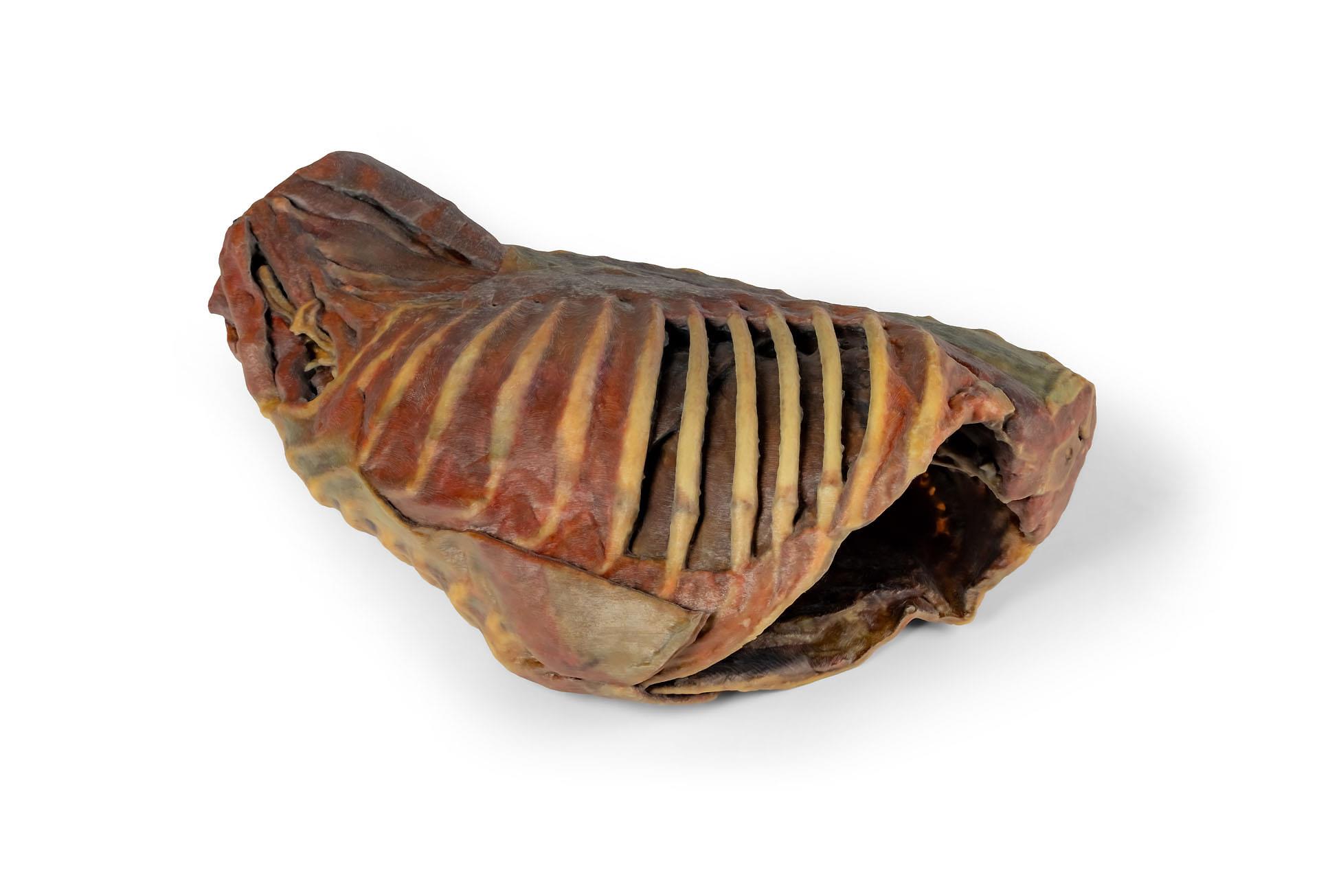 Canine Thoracic Cavity Canine Thoracic Cavity