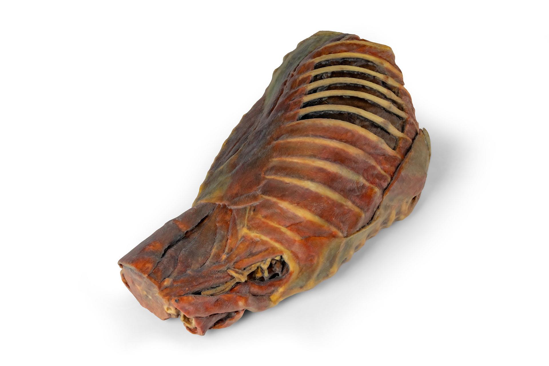 Canine Thoracic Cavity Canine Thoracic Cavity