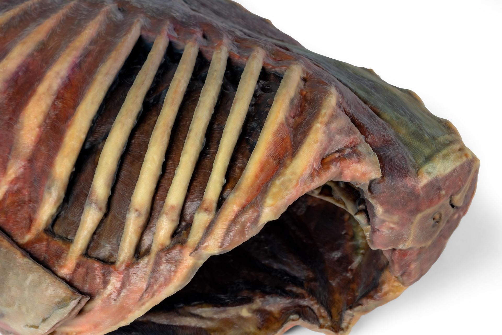 Canine Thoracic Cavity Canine Thoracic Cavity