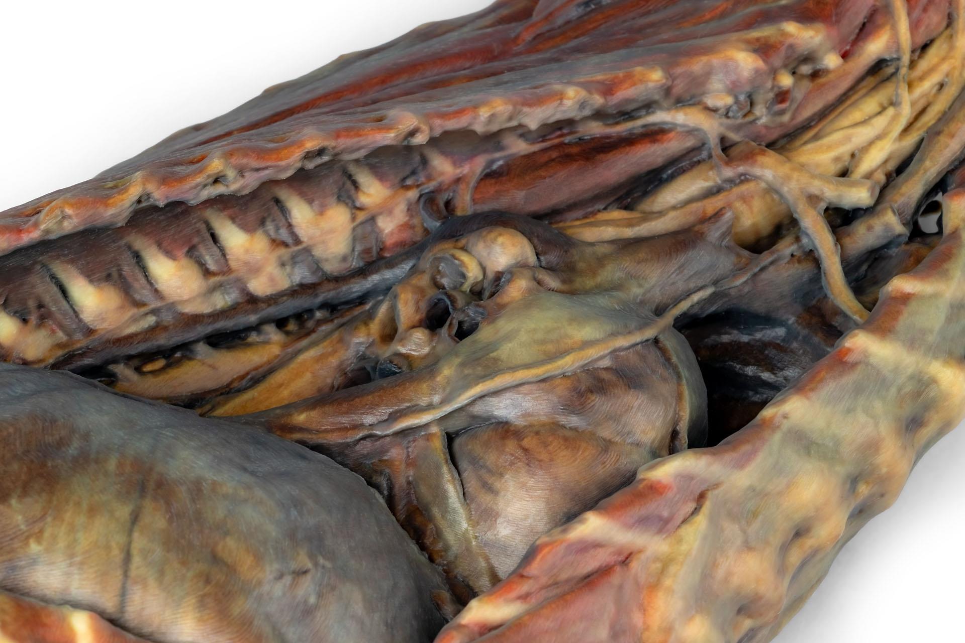 Canine Thoracic Cavity Canine Thoracic Cavity