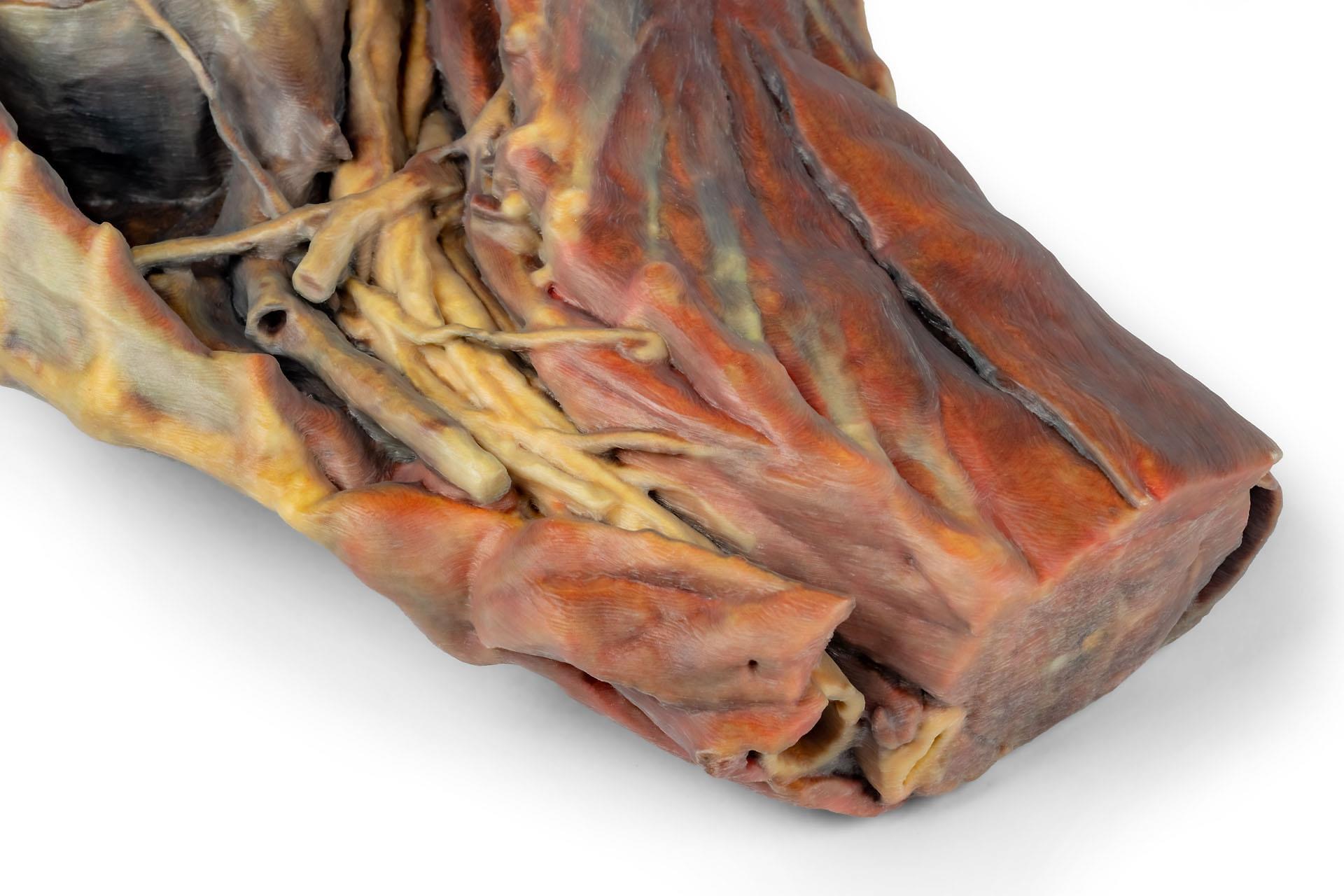 Canine Thoracic Cavity Canine Thoracic Cavity