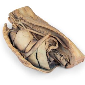 Canine thoracic cavity left side