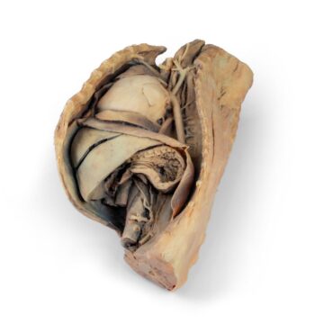 Canine thoracic cavity left side
