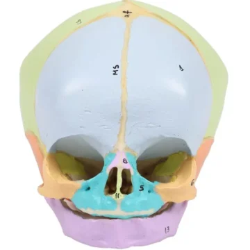 Fetal skull, 40th week