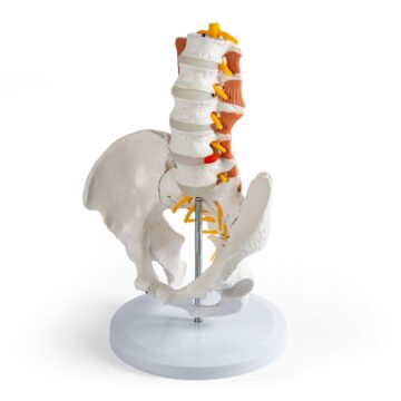 Male pelvis, lumbar spine with muscles